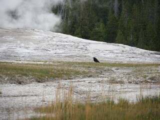 Old Faithful geyser starts to erupt, with a small black bird nearby at Yellowstone National Park, Wyoming.
