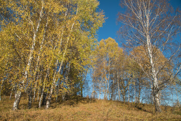 Autumn landscape. Yellow trees against the blue sky.