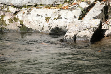 stream agains rock wall