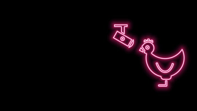 Glowing neon line Chicken farm and wireless Controlling CCTV security camera icon isolated on black background. 4K Video motion graphic animation