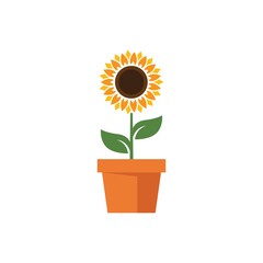 Obraz premium Sunflower