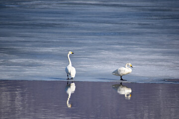 凍った湖面に立つ白鳥