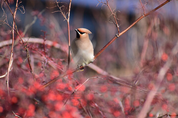 川原の赤い実を食べに来たキレンジャク