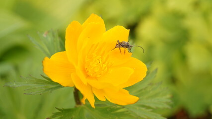 bee on yellow flower