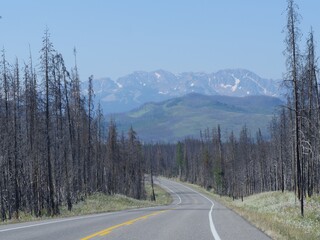 Fototapeta na wymiar Winding road at the Grand Teton National Park, bordered by trees recovering from a previous forest fire.