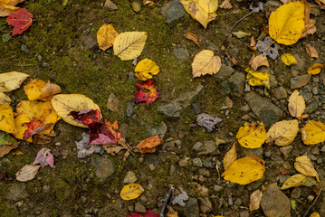 fall leaves on ground