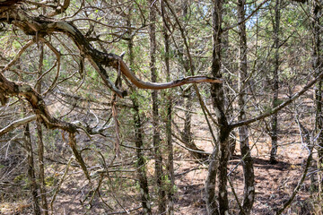 In a pine forest in the mountains