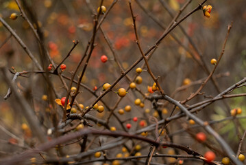 berries in fall