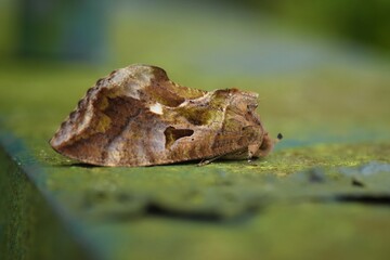Macro shot Brown and White dot Moth, Night Butterfly