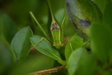 Locusts have tentacles that are relatively short. Most of the time, the tentacles of the locust are shorter than their body size. And have short reproductive organs
