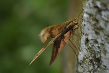 Macro shot Brown or Orange and Green and Yellow dot Moth, Night Butterfly