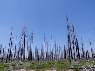 Obraz premium Wide view of rows of leafless trees left from a forest fire in Utah.