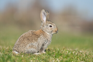 Naklejka na ściany i meble Rabbit hare while looking at you on grass