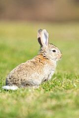 Fototapeta premium Rabbit hare while looking at you on grass