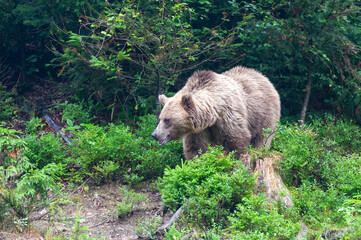 Brown bear (lat. ursus arctos) stainding in the forest