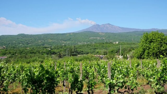 Sicilian vineyards with Etna volcano eruption at background in Sicily, Italy