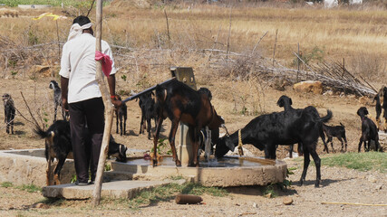 a shepherd pumps water for a flock of goats in india - obrazy, fototapety, plakaty