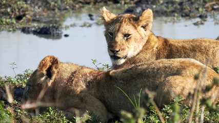close up of two lion cubs at a waterhole in masai mara national reserve in kenya
