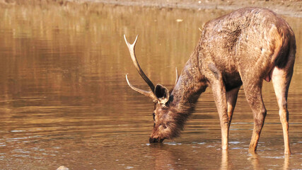 rear view of a stag sambar deer drinking from a waterhole in tadoba
