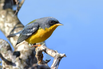Tropical parula (Setophaga pitiayumi) on a branch, Ibera Wetlands, Argentina