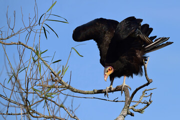 Lesser yellow-headed vulture (Cathartes burrovianus) also known as the savannah vulture