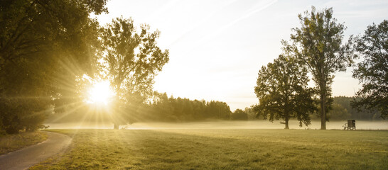 Morning mood in deserted nature. The sun shines through the trunks of a tree. Morning mist lies...