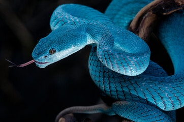Blue Insularis Pit Viper