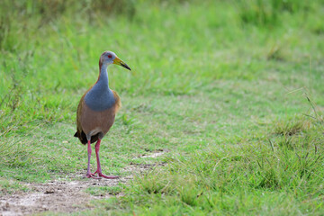 Giant wood rail (Aramides ypecaha), Ibera Wetlands, Argentina
