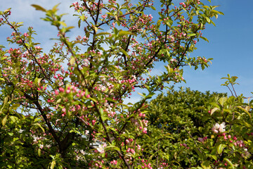 Fototapeta na wymiar Cherry blossom flower trees in Jeju Island, South Korea