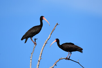 bare-faced ibis (Phimosus infuscatus), also known as the whispering ibis, Ibera wetlands, Argentina