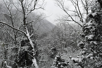 Winter forest view at Huanglong Scenic and Historic Interest Area, Sichuan, China