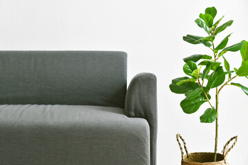 Living room interior design, Home decor with modern fabric sofa and green houseplants for indoor...