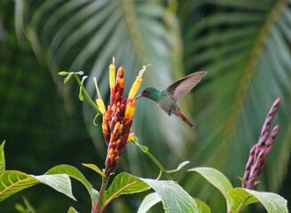 flying Hummingbird on a flower