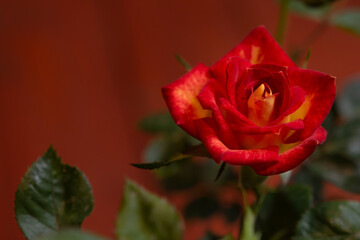 rosa roja y amarilla en fondo desenfocado