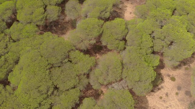 Top View Texture Of A Thicket Foliage Forest Bushes Trees During Autumn Season. - Aerial - topdown Shot