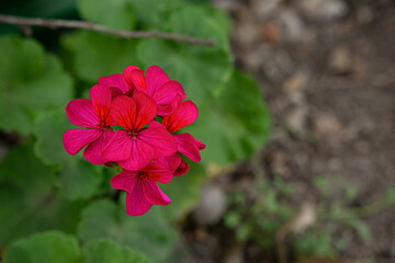Fototapeta premium malvón planta de jardin con flor púrpura