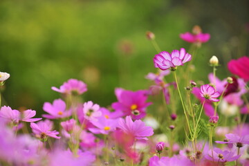 Fototapeta premium flowers in the field