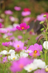 pink cosmos flowers