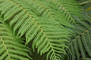 green fern leaves