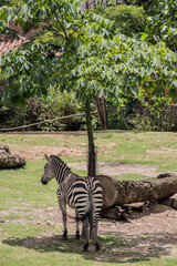 cute zebra in the shade of a tree