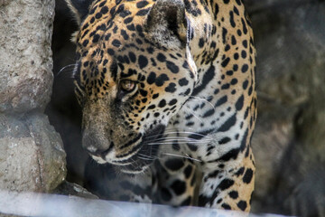 Fototapeta na wymiar Beautiful and wild yellow jaguar