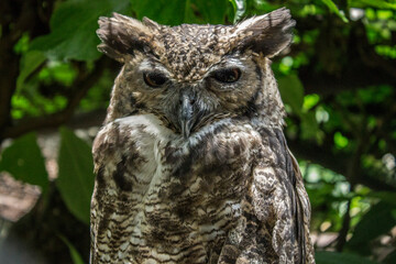 beautiful and peaceful sleeping owl