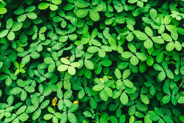 Green grass wall texture for backdrop design and eco wall and die-cut for artwork.