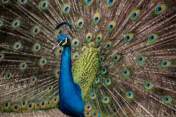 Fototapeta na wymiar cute smelly blue peacock with green feathers