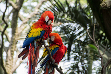beautiful flag and green macaws