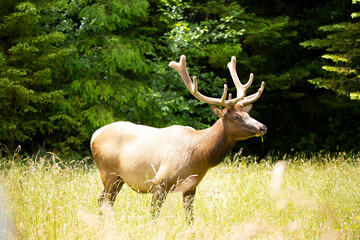 Naklejka na ściany i meble Large male elk in velvet grazing in a meadow