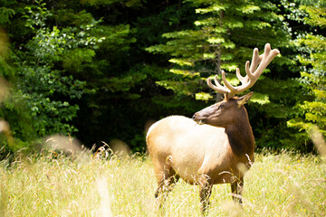 Fototapeta premium Large male elk in velvet alert and looking for predators in a meadow