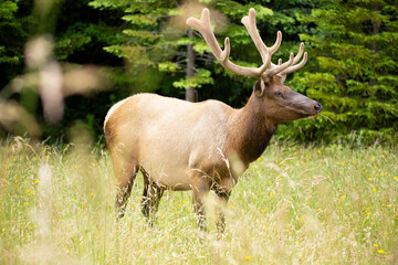 Large male elk in velvet during rut in a meadow