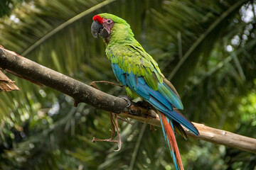 beautiful flag and green macaws