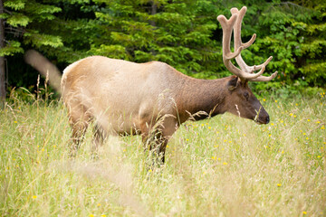 Naklejka na ściany i meble Large male elk in velvet looking for the best grazing